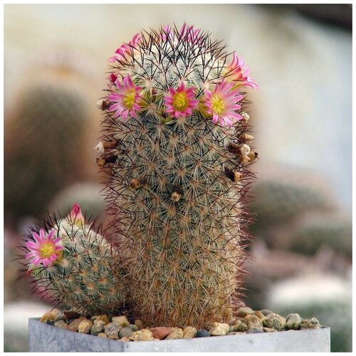      Mammillaria microchelia ML-285 10 .   -     , -, 