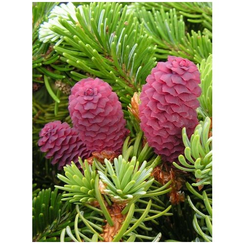     (Picea jezoensis), 20    -     , -, 