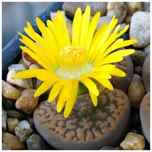      Lithops hookeri v. marginata C-137 10 .   -     , -, 