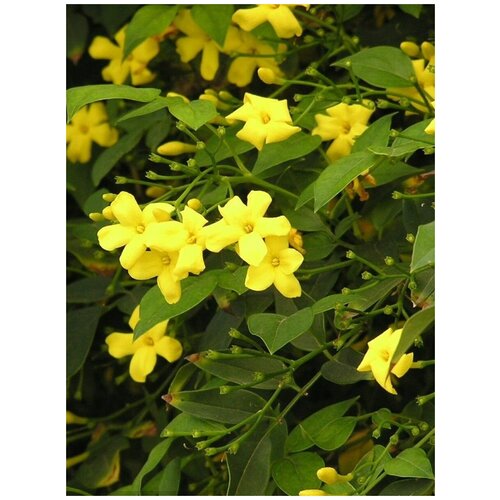      (Jasminum fruticans), 15    -     , -, 