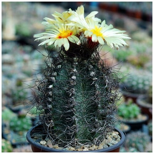      Astrophytum capricorne v. minor P-269 10 .   -     , -, 