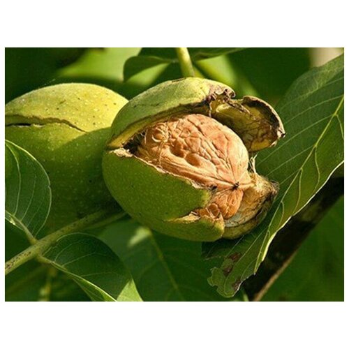     (. Juglans regia)  5   -     , -, 