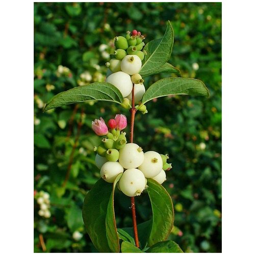     (Symphoricarpos albus), 120    -     , -, 