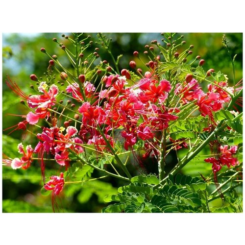    -   -   (. Caesalpinia pulcherrima)  15   -     , -, 