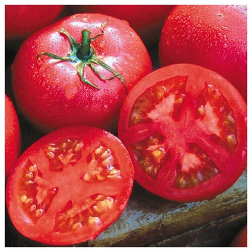      (. Tomato Purple)  10   -     , -, 