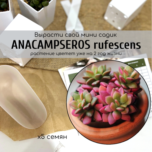     (Anacampseros rufescens)     /  - :      -     , -, 