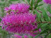 цветы для балкона Каллистемон (Краснотычинник) Каллистемон - Callistemon