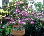 цветы для балкона Каллиандра Каллиандра - Calliandra