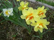 цветы для балкона Нарцисс Нарцисс - Narcissus