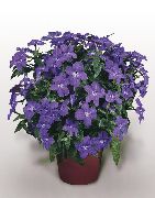 цветы для балкона Броваллия Browallia speciosa 'Blue Bells'