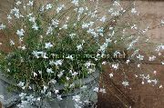цветы для балкона Гаура Gaura lindheimeri 'Geyser White'