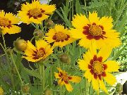 цветы для балкона Кореопсис однолетний