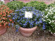 цветы для балкона Анагаллис Anagallis 'Angie Blue