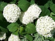 цветы для балкона Гортензия (Гидрангея)