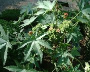 декоративные растения для балкона Клещевина Клещевина обыкновенная — Ricinus communis.
