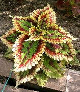 декоративные растения для балкона Колеус Колеус - Coleus