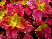декоративные растения для балкона Колеус Колеус - Coleus