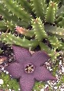 суккулент Стапелия Стапелия - Stapelia