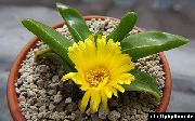 суккулент Глоттифиллyм Глоттифиллyм - Glottiphyllum herrei