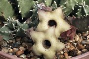 суккулент Гуэрния Гуэрния - Huernia thuretii var. primulina