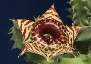 Huernia Taim pruun