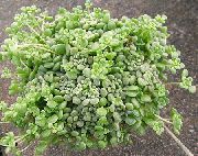 суккулент Монантес Монантес - Monanthes brachycaulon