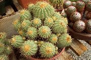 кактус пустынный Копиапоа Копиапоа - Copiapoa hazeltoniana