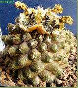 кактус пустынный Копиапоа Копиапоа - Copiapoa hypogaea
