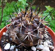 кактус пустынный Копиапоа Копиапоа - Copiapoa echinoides