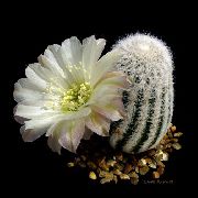 Cob Cactus Planta branco