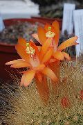 orange Plant Matucana  photo
