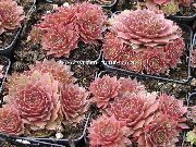 суккулент Молодило (Каменная роза) Молодило - Sempervivum