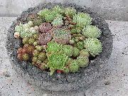 суккулент Молодило (Каменная роза) Молодило - Sempervivum