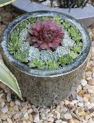 суккулент Молодило (Каменная роза) Молодило - Sempervivum