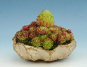 суккулент Молодило (Каменная роза) Молодило - Sempervivum