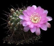 ������ ��������� �������������  ������������� - Sulcorebutia steinbachii