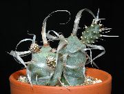 кактус пустынный Тефрокактус Тефрокактус - Tephrocactus papyracanthus
