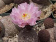 Tephrocactus Biljka ružičasta