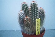 кактус пустынный Хагеоцереус Хагеоцереус - Haageocereus Versicolor