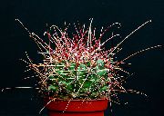 кактус пустынный Хаматокактус Хаматокактус - Hamatocactus