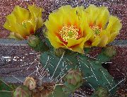 кактус пустынный Опунция Опунция темноколючковая - Opuntia phaeacantha