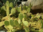 кактус пустынный Опунция Опунция Шеера - Opuntia Scheeri