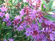 комнатные цветы Хебе Хебе иволистная - Hebe salicifolia
