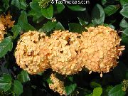 комнатные цветы Иксора Ixora javanica