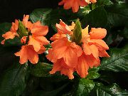 чырвоны Кветка Кроссандра (Crossandra) Пакаёвыя расліны фота