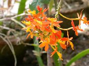 turuncu çiçek Ilik Orkide (Epidendrum) Ev bitkileri fotoğraf