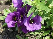 Texas Bluebell, Lisianthus, Genciana Tulipán Flor púrpura