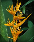 жоўты Кветка Гелікон (Heliconia) Пакаёвыя расліны фота