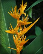 комнатные цветы Геликония Геликония – Heliconia