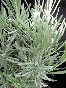 комнатные цветы Розмарин Розмарин - Rosmarinus officinalis